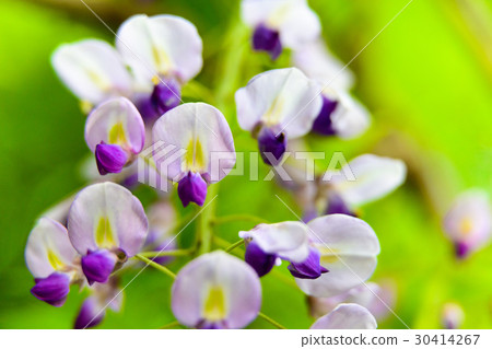 Fuyu's flower close-up 30414267