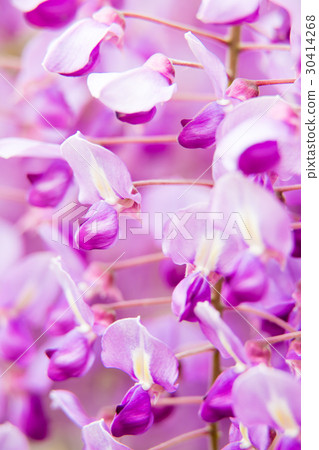 Kawachi Fujien 2017 Kawachi Fujien 2017 30414268