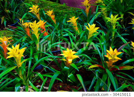 yellow aechmea fasciata flower kind of local  30415011