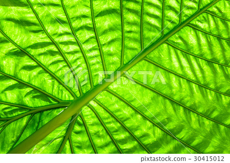 green caladium leaf with lighting through at leaf 30415012