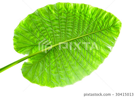 Big Caladium leaf isolated on white background 30415013