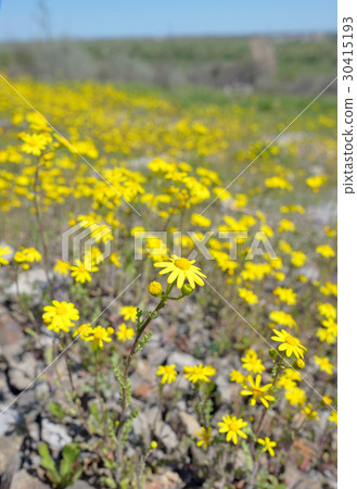 Yellow Ragwort flowers Yellow Ragwort flowers 30415193