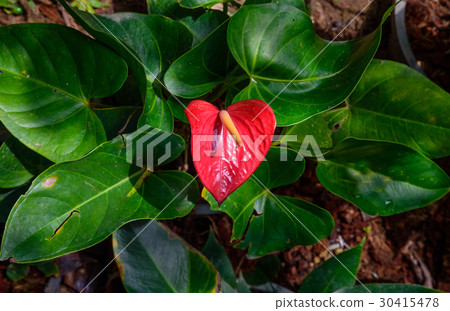 Red and pink anthurium flower also known as tail 30415478