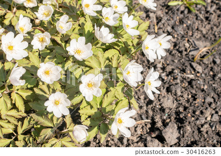 Blooming Nemorosa or Thimbleweeds Blooming Nemorosa or Thimbleweeds 30416263