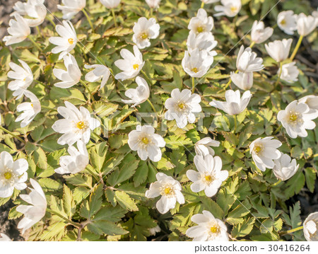 Blooming Nemorosa or Thimbleweeds Blooming Nemorosa or Thimbleweeds 30416264
