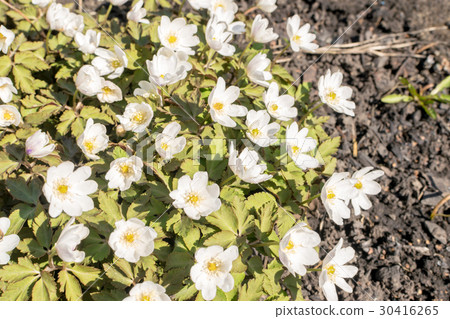 Blooming Nemorosa or Thimbleweeds 30416265