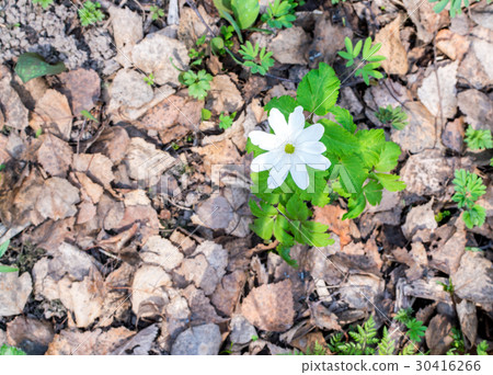 Blooming Nemorosa or Thimbleweeds Blooming Nemorosa or Thimbleweeds 30416266