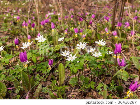 Blooming Nemorosa or Thimbleweeds Blooming Nemorosa or Thimbleweeds 30416267