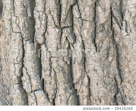 Detailed Texture of Old Poplar Bark Detailed Texture of Old Poplar Bark 30416268