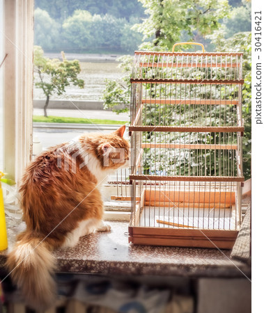 Cat with bird cage Cat with bird cage 30416421