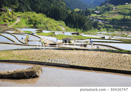 One thousand sheets of Yotsuya in the rice planting season 30416747