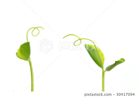 Conversation of bean seedlings Conversation of bean seedlings 30417094