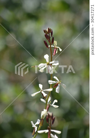 Arugula flowers Arugula flowers 30417271