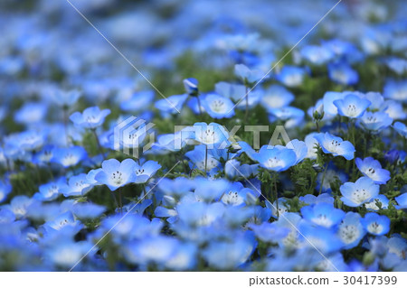 Nemophila 30417399
