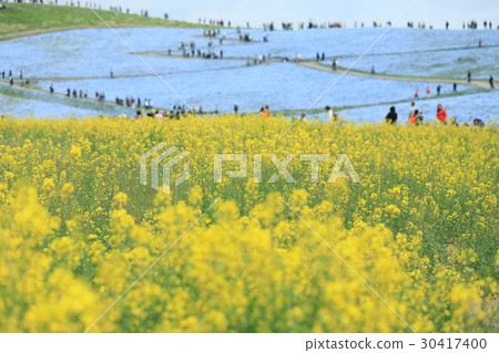Nemophila and rape blossoms Nemophila and rape blossoms 30417400