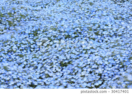 The sea of Nemophila 30417401