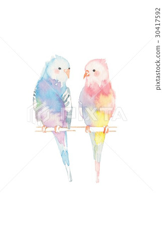 Parakeet, couple 30417592