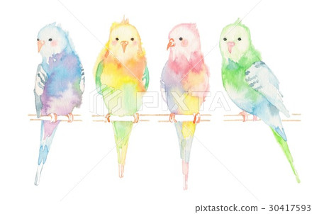 Parakeet, 4 birds 30417593