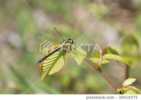 Kosanuee的女性 30418575