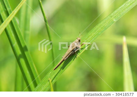 Spiny honeybattera 30418577