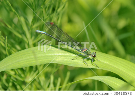 Kawatonbo colorless male males 30418578