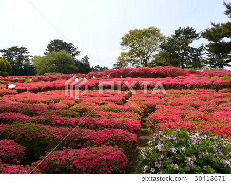 Azalea at Komuroyama (Izu) Azalea at Komuroyama (Izu) 30418671