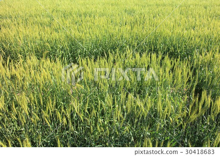 Wheat field Wheat field 30418683