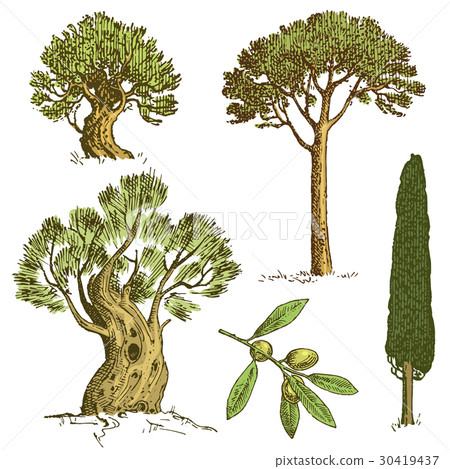 set of hand drawn trees italian cypress and stone 30419437