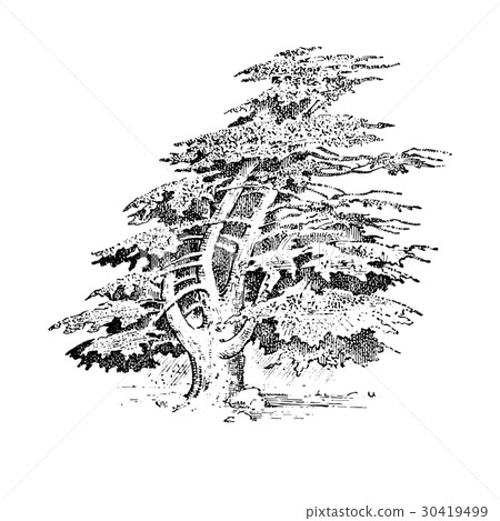 set of hand drawn trees italian cypress and stone 30419499