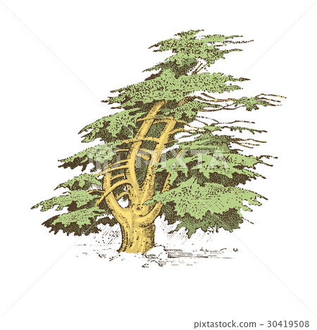 set of hand drawn trees italian cypress and stone 30419508