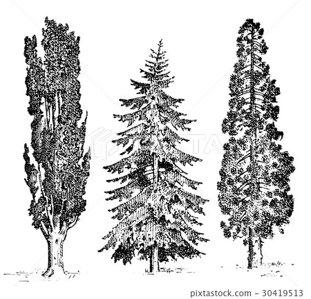 set of hand drawn trees italian cypress and stone 30419513