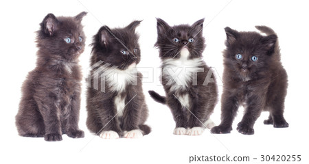 Little Maine Coon kitten looks Little Maine Coon kitten looks 30420255