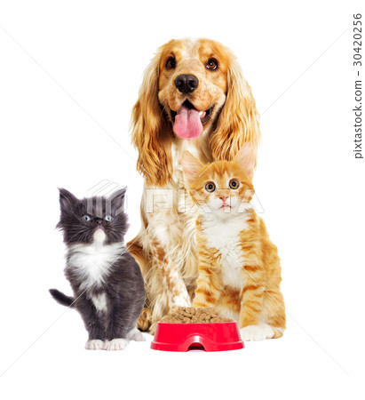 dog And a kitten on a white background 30420256