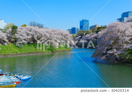 櫻花盛開在Chidorigafuchi和休閒船 30420314