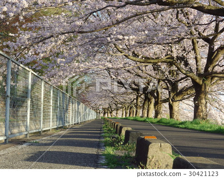 Cherry blossom corridor in Saitama City in full bloom 30421123