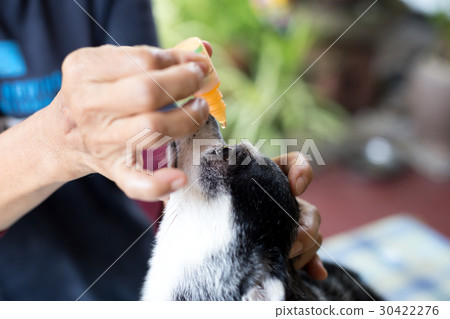 Woman applying antibiotic eye drops to dog's eye Woman applying antibiotic eye drops to dog's eye 30422276