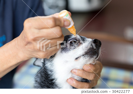 Woman applying antibiotic eye drops to dog's eye Woman applying antibiotic eye drops to dog's eye 30422277