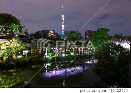 Kameido Tenjin和紫藤花和東京天空樹 30422934