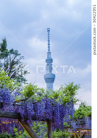 Kameido天神和紫藤花和天空樹 30422951