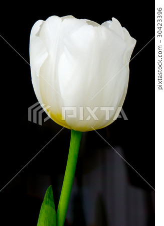 The flower tulip. The flower tulip. 30423396