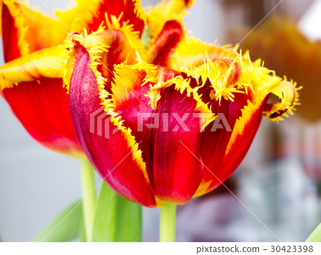 The flower tulip. The flower tulip. 30423398