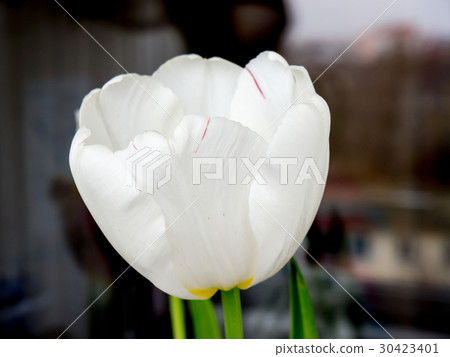 The flower tulip. The flower tulip. 30423401
