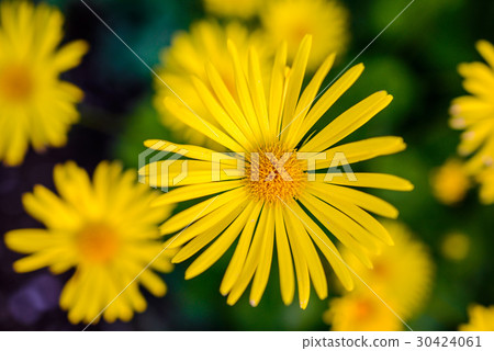 Soft-focus close-up of yellow flowers 30424061