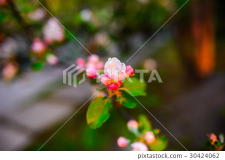 Blooming almond tree on the blue sky background. 30424062