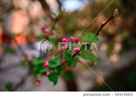 Blooming almond tree on the blue sky background. 30424063