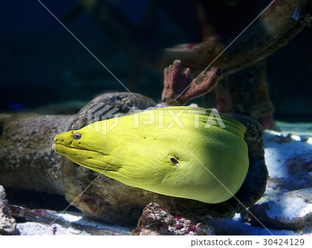 Cutlet Cutlet 30424129