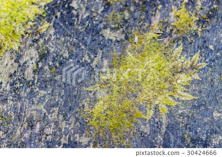 Background texture moss growing on wood Background texture moss growing on wood 30424666