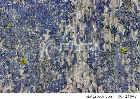 Background texture of moss growing on wood Background texture of moss growing on wood 30424668