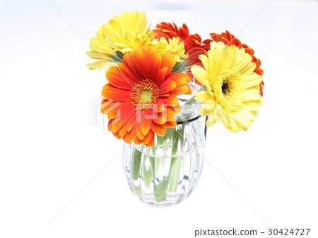 Gerbera 30424727
