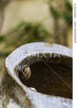Snail on a vase 30424872